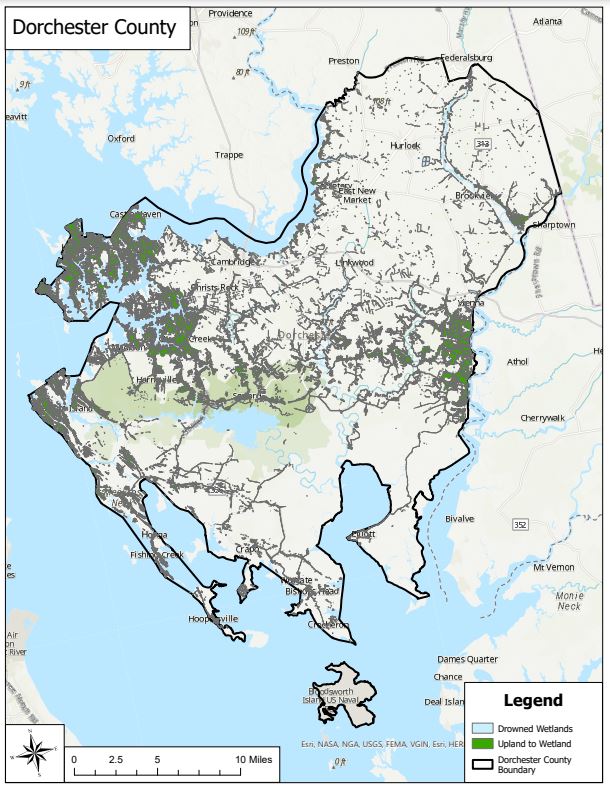 A map of projected wetlands in Dorchester County.